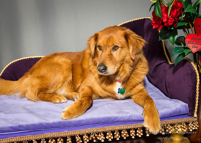 Alex Neely, Photographer | Pets