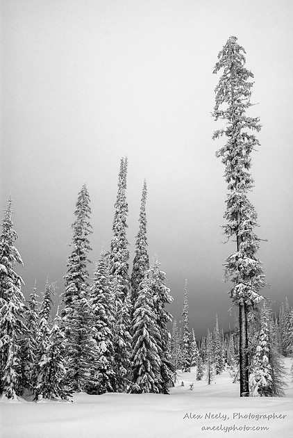 Alex Neely, Photographer